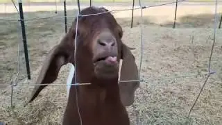 Приколы/Смешные видео /Funny videos#1