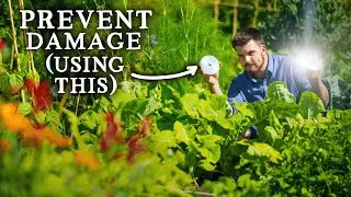 Natural PEST CONTROL Tricks for Vegetable Garden Success