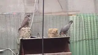 falcon vocals.соколиний вокал. соколиный вокал.獵鷹的聲音.voz de halcón.wokal sokoła.Falkengesang.