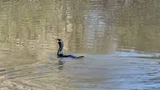Cormorant in Harlem Meer