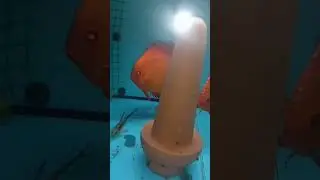 Продам пару Дискусов 
