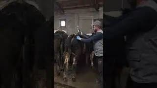 Молгамолга укол килиш осон усули