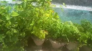 Teris Par Hai