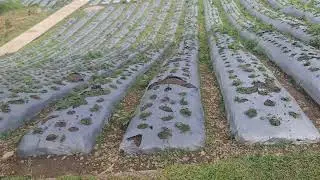 strawberry farm in Zamboanga del norte