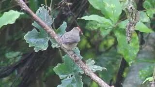 PALE BILLED FLOWERPECKER