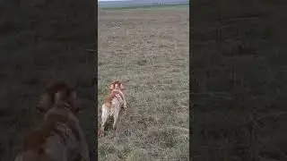 натаска Эпаньоль Бретон