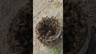 Нашли Небольшой Пчелиный Рой   #пчелы #РойПчел #пчелы