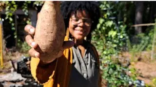 LETS HARVEST 50 lbs of SWEET POTATOES + Fall Garsen growth!  #containergardening