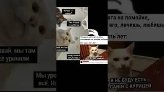мем котови#мем#memes#мемыкот
