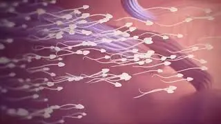 Conception Explained