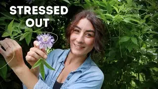 DIY Passionflower Tincture & Infused Honey 🐝