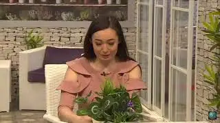 Томирис не ушин келгенин айтты. Кел келиним 4 маусым