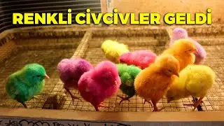 hediye renkli civcivler geldi ! kümes kapısını yaptık - kümes yapımı devam - yumurta toplama