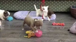 Миниатюрные чихуахуа из питомника