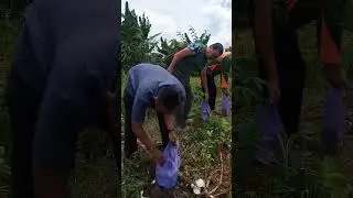 Cabut Sekaligus Panen Singkong Terakhir #negeriku #tanah #panen