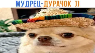 Шкаф не тумба, Тимон не Пумба ))) | Приколы | Мемозг 1489