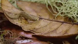 the smallest chameleon in the world 1