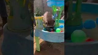 Playtime with ambassador raccoon Rita!