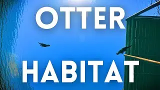 Creating a HUGE Ethical Otter Habitat