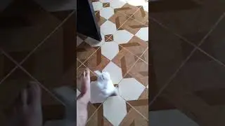 котик играется с моей ногой