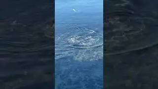 Утро, дельфины ловят рыбу, Анапа, май.
