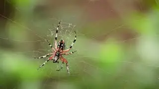 The spider