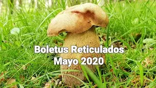 Boletus Reticulados mayo 2020