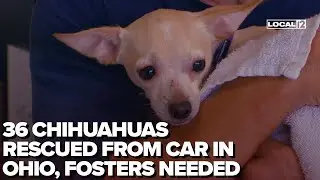 36 Chihuahuas rescued from car in Ohio, fosters needed