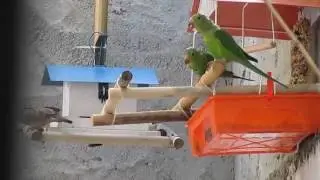 Passarinhos no quintal