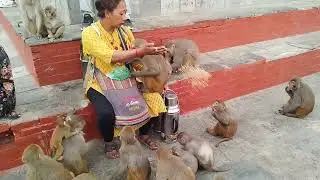 Feeding Monkey