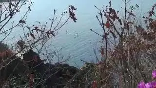 Кит в Находке. Остров Лисий