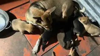 Cho 8 chú cún con của bé Vàng uống sữa nhưng tụi nó mê bú mẹ hơn