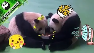 Everything about a panda baby | iPanda