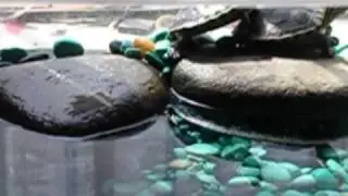 Red Eared Sliders