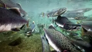 Река  "Друг"