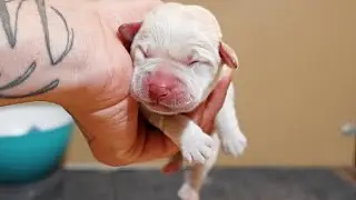 Helping Deliver Newborn Labradors!!