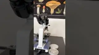 Mushroom Mycelium Under the Microscope