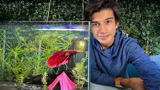 How to Keep & Care For Betta Fish FULL COURSE