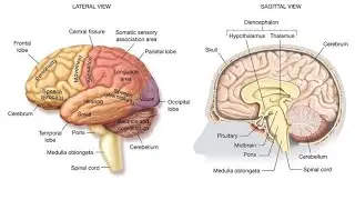 Neurophysiology -3