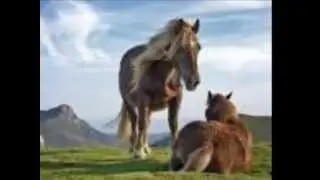 fotos de caballos para ti
