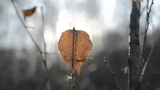 Тест Samyang 50 mm T1.5 AS UMC VDSLR