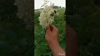 Жук цветоед во всей красе.