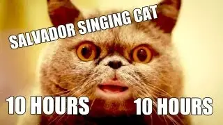 Поющий кот Сальвадор / Salvador singing cat [10 HOURS VERSION]