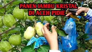 PANEN JAMBU KRISTAL DI ACEH PIDIE