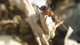 Note 3 with macro lens 4k video