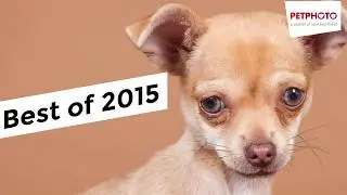 De beste dierenfoto's van 2015