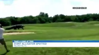 Un cocodrilo gigante se pasea por un campo de Golf de Florida, Estados Unidos