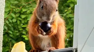 Male And Female Red  Squirrels Too Cute At My Window 🧡 | Close Ups