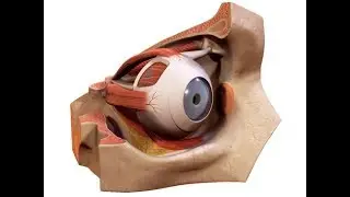 Review of Eye 3D Model. Anatomy 3D models