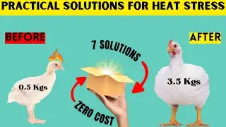 TOP 7 CHEAPEST WAYS TO ELIMINATE HEAT STRESS IN YOUR FLOCK WITHOUT SPENDING A COIN | ZERO COST